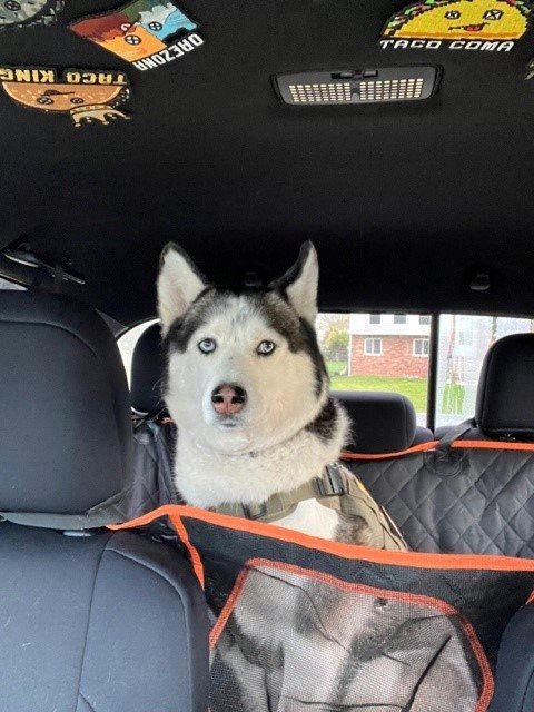 Apollotruckdog.jpg