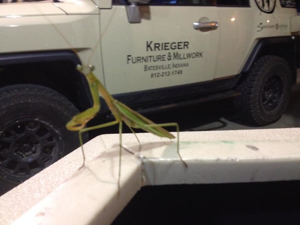 Aprayingmantis_ea1f783abe339980be5faa1efcb4c3ad1b77d734.jpg