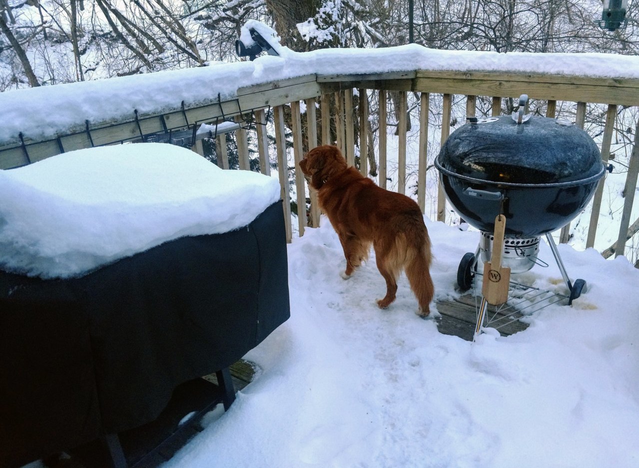 April15 snow dog.jpg