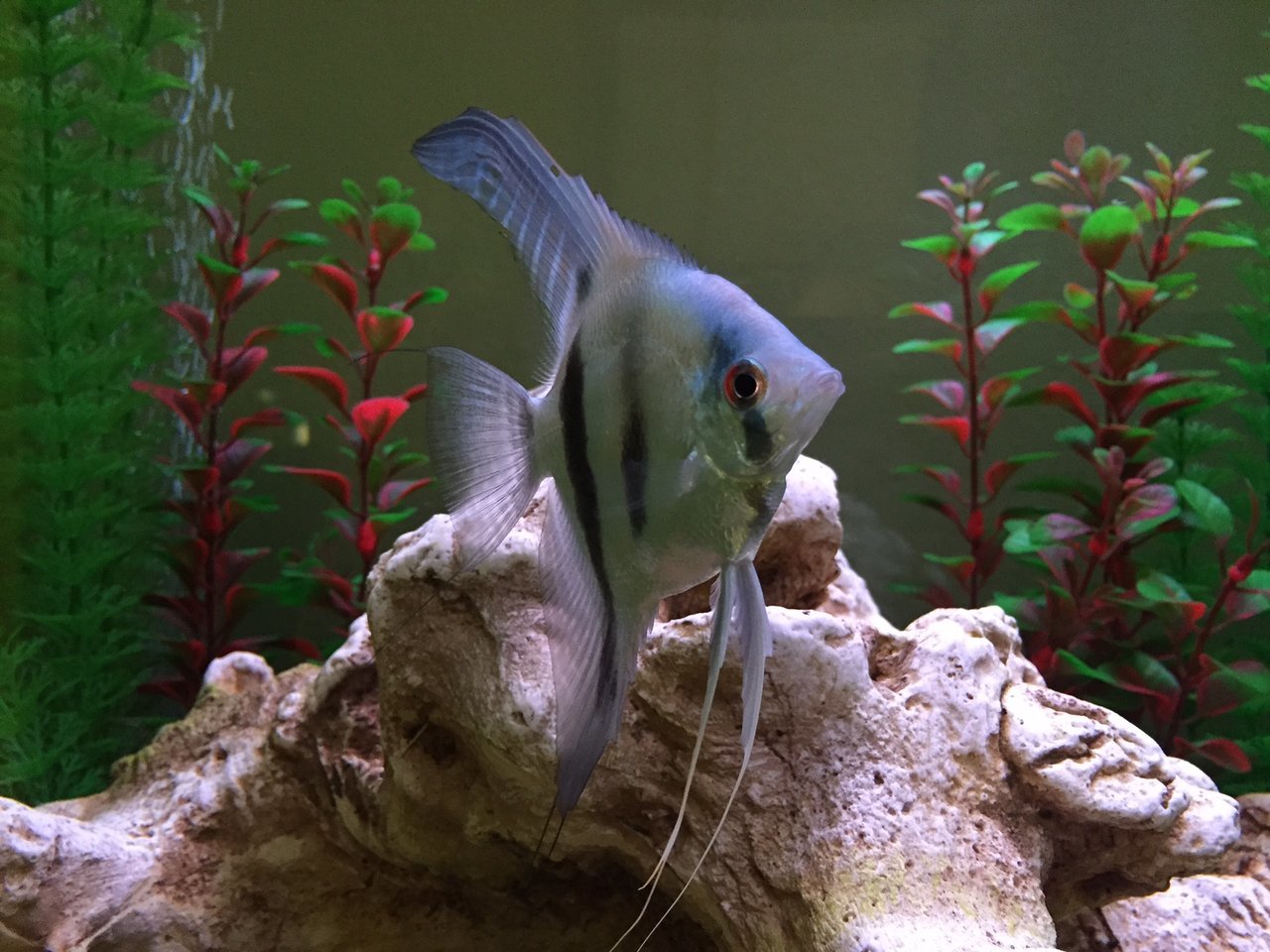 aquarium12.jpg