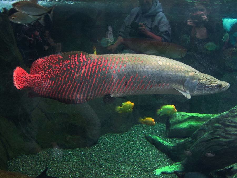 arapaima-a.jpg