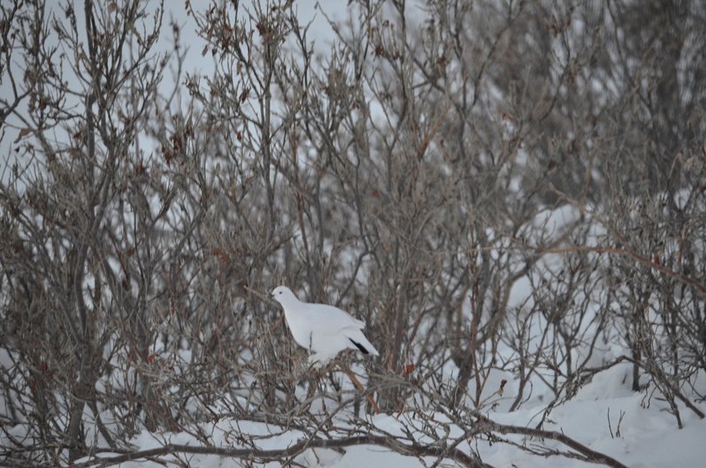 Arctic Ptarmigan.jpg