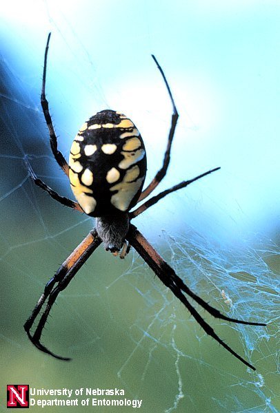 argiope_aur2[1].jpg