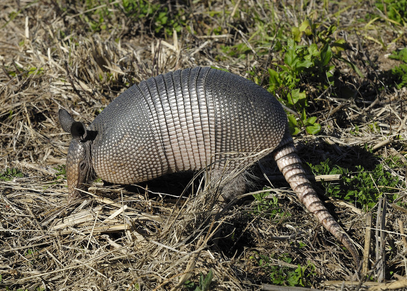 Armadillo.jpg