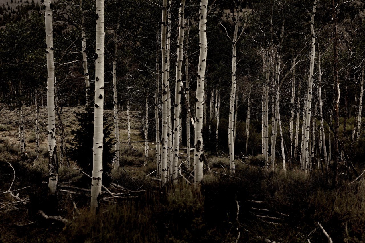 Aspens_Germania Divide_2021.jpg