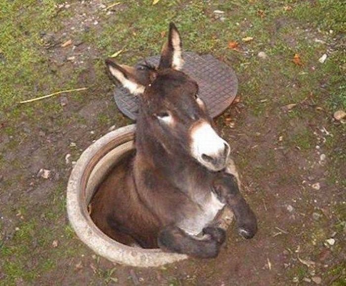 Ass in Hole.jpg