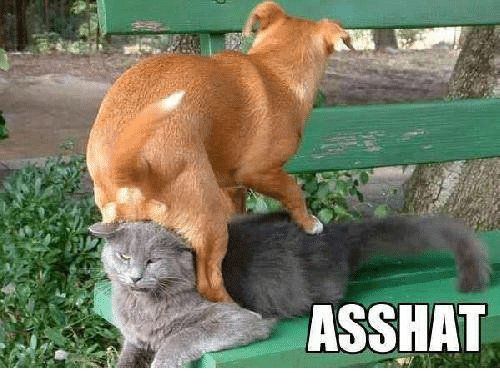 asshat-7582187.jpg