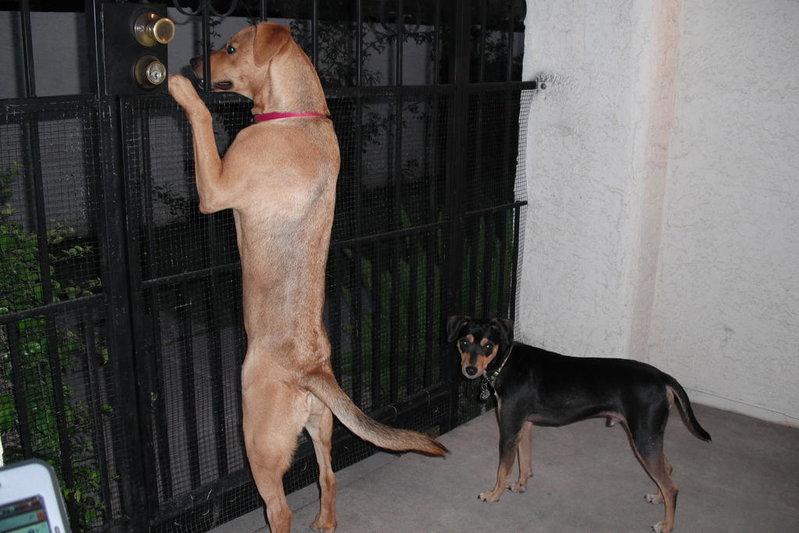 attack dogs! 001.jpg