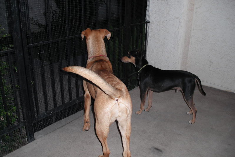 attack dogs! 002.jpg