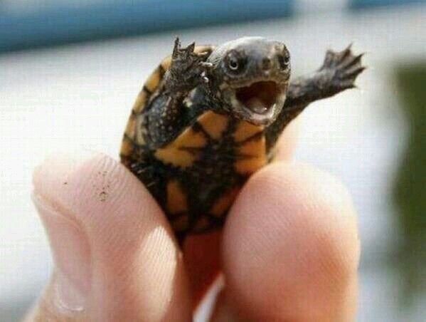 attackturtle.jpg