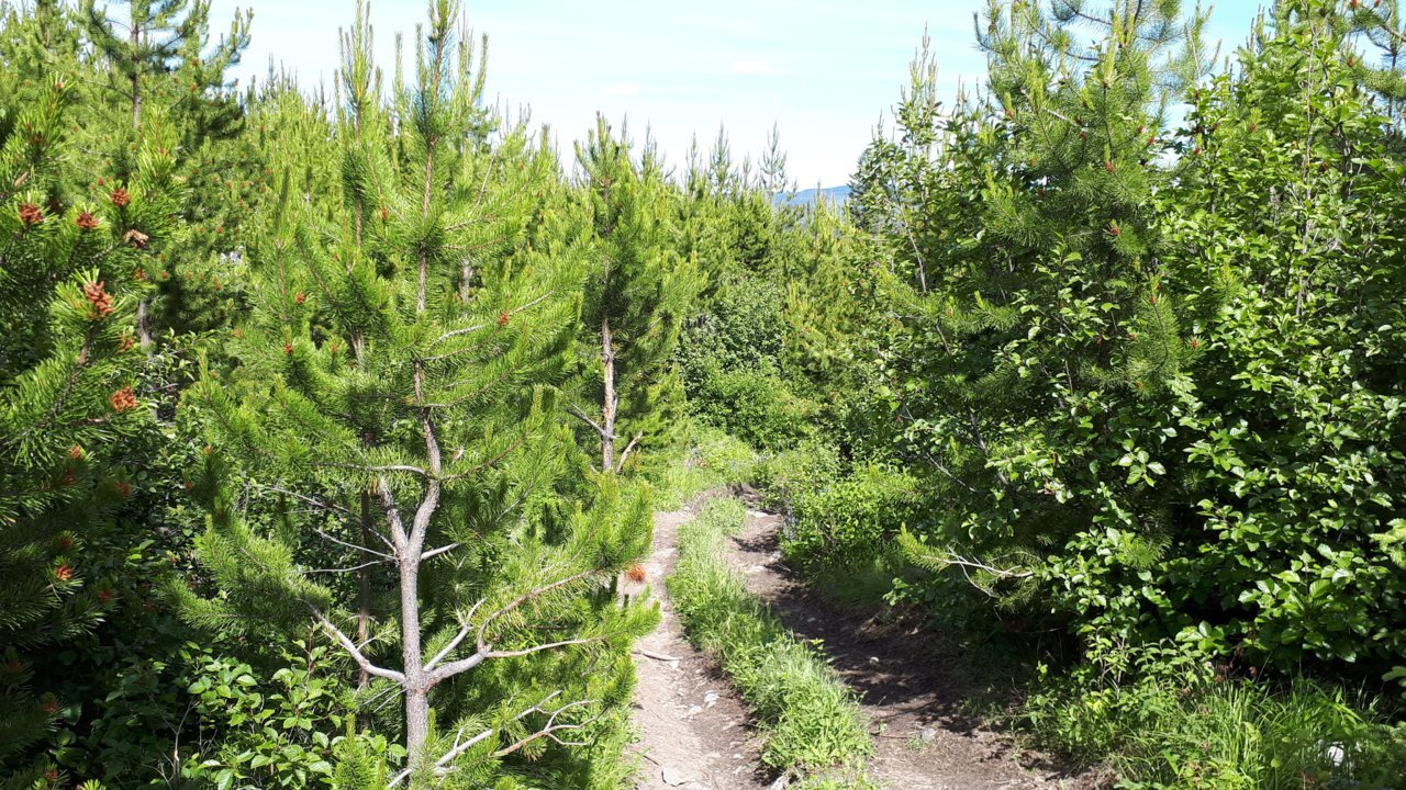 atv trail in.jpg