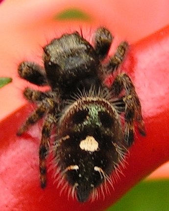 audax_species_juming_spider.jpg