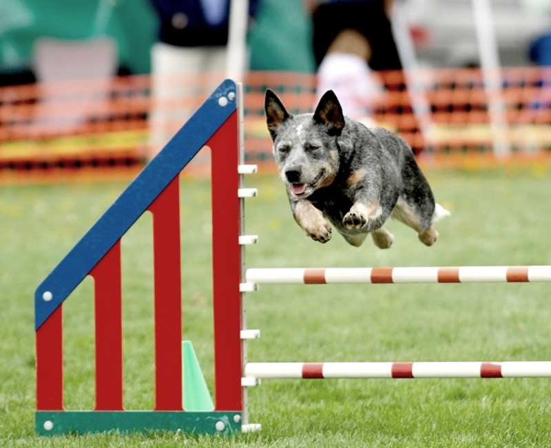 Australian-Cattle-dog-agility.jpg