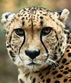 aviary_1512412954571.jpg