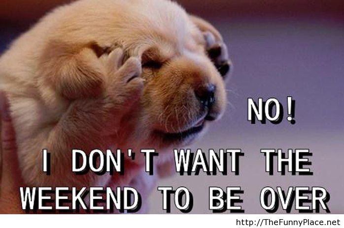 awesome-pictures-funny-funny-animals-funny-cartoons-favim-com-923717.jpg