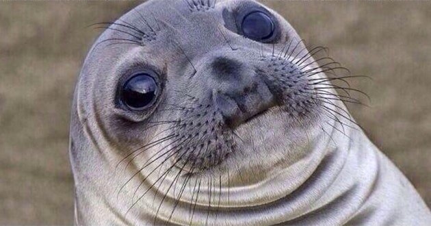 awkward-seal-ft.jpg