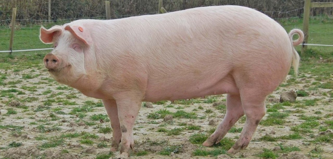 B-Landrace-Lola-standing-Credit-Clare-Robin-Wilson-702x336@2x.jpg