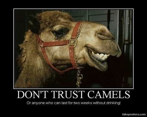 b3c52712be70535e1e98339b57407a4c--camels-demotivational-posters.jpg