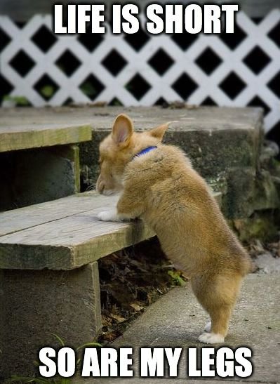 b6e36ff1ae944c69aa62438dba74f2cb--corgi-meme-corgi-funny.jpg