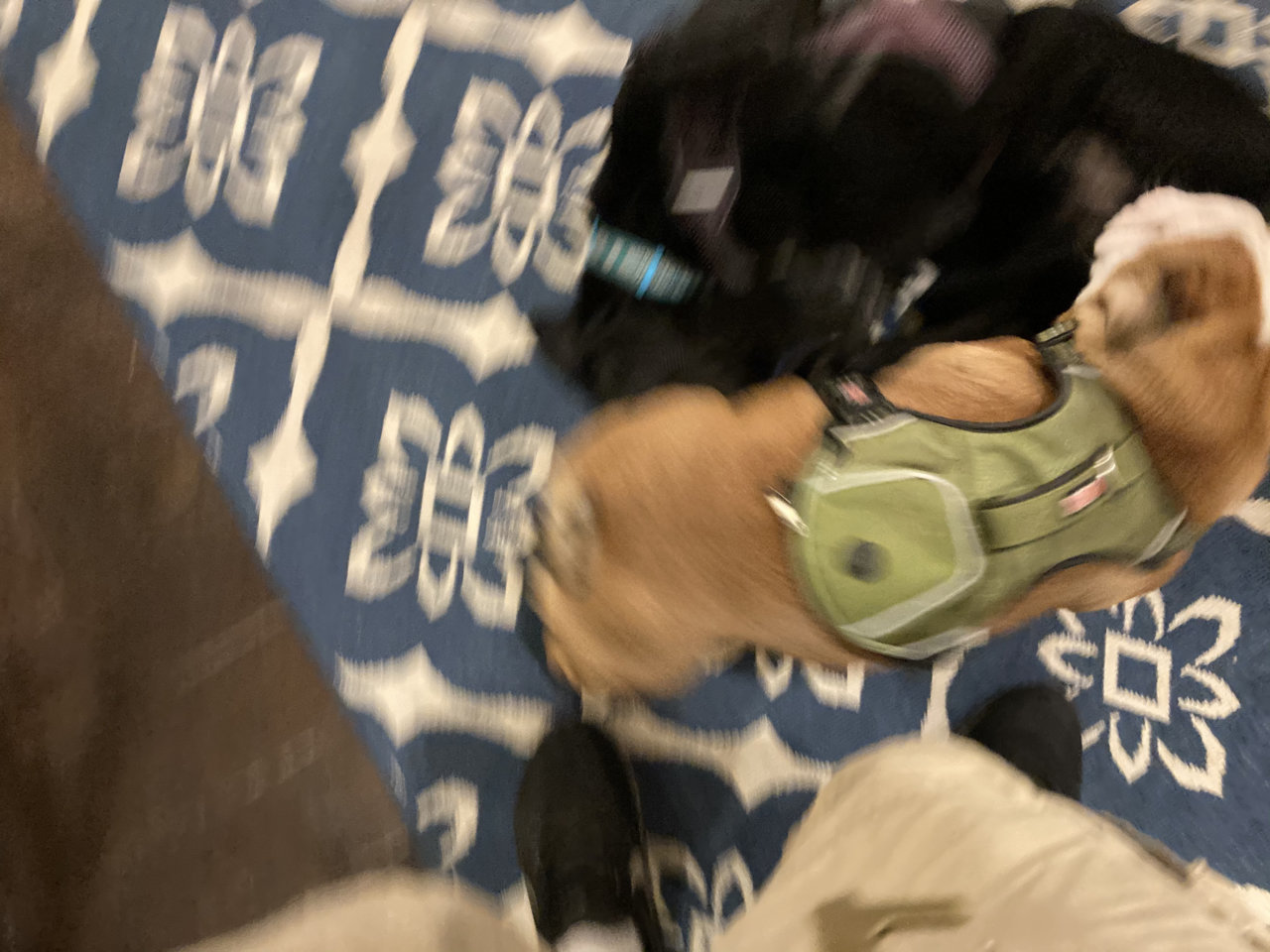 B7B7DF35-7AE8-40EF-8692-D033A902C37C.jpg