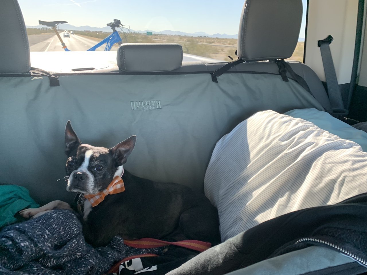 Rear seat covers for dogs?