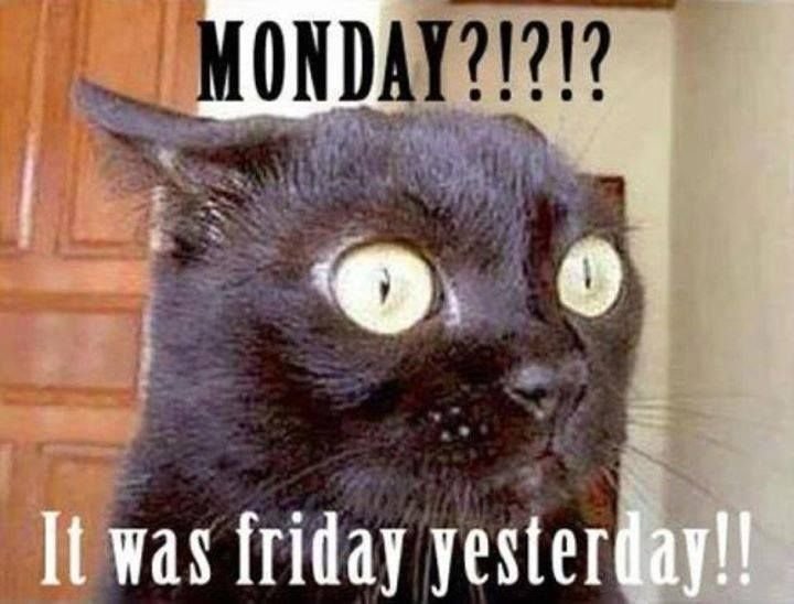 baab89eb44741de968c20701bb3dfe0c--monday-sayings-monday-memes.jpg