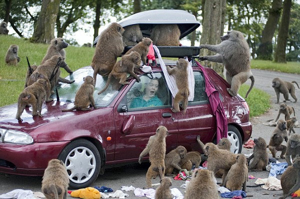 Baboon-Attack.jpg