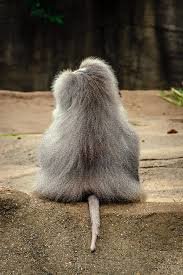 baboon back.jpg