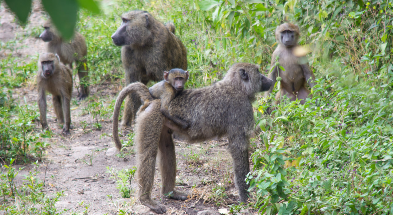 baboons-0514.jpg