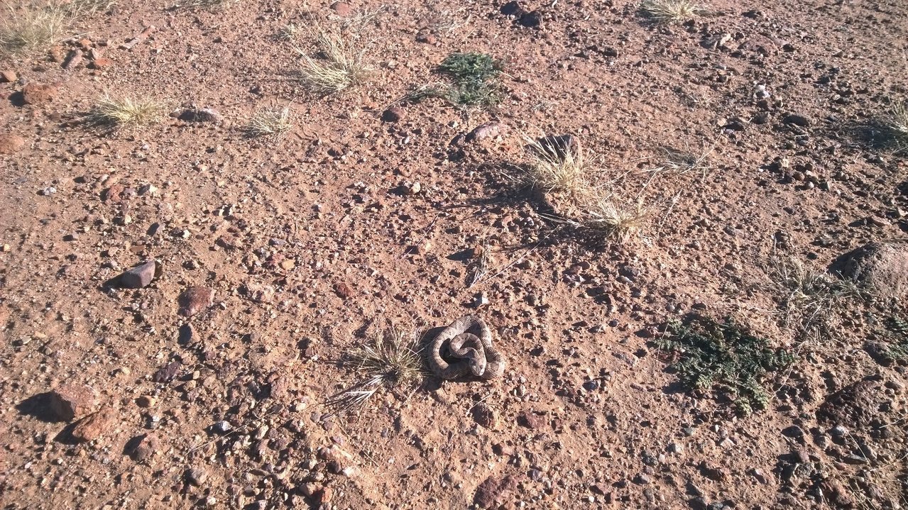 baby diamondback arizona.jpg