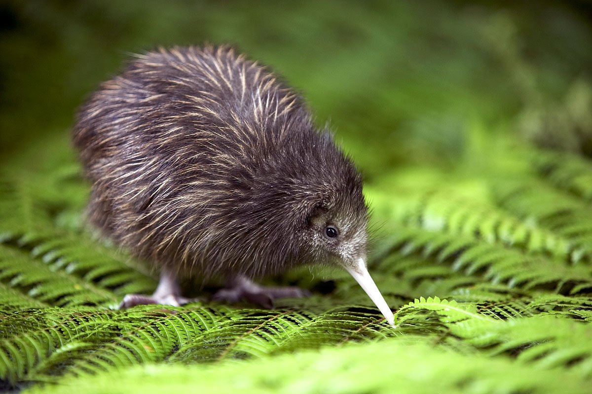 baby-kiwi.jpg