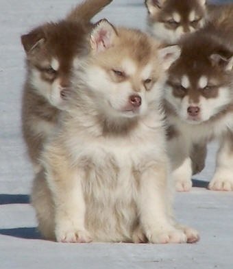 Baby Molly.jpg