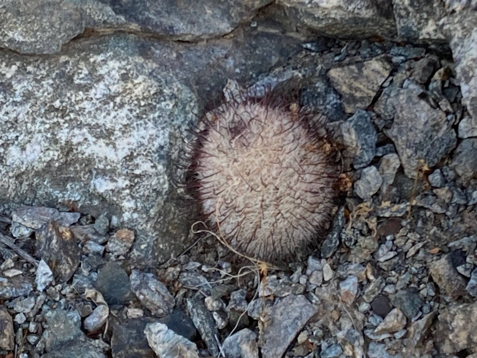 BabyCactus.jpg