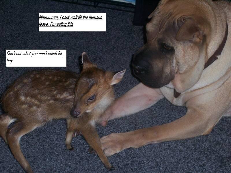 babydeer1.jpg