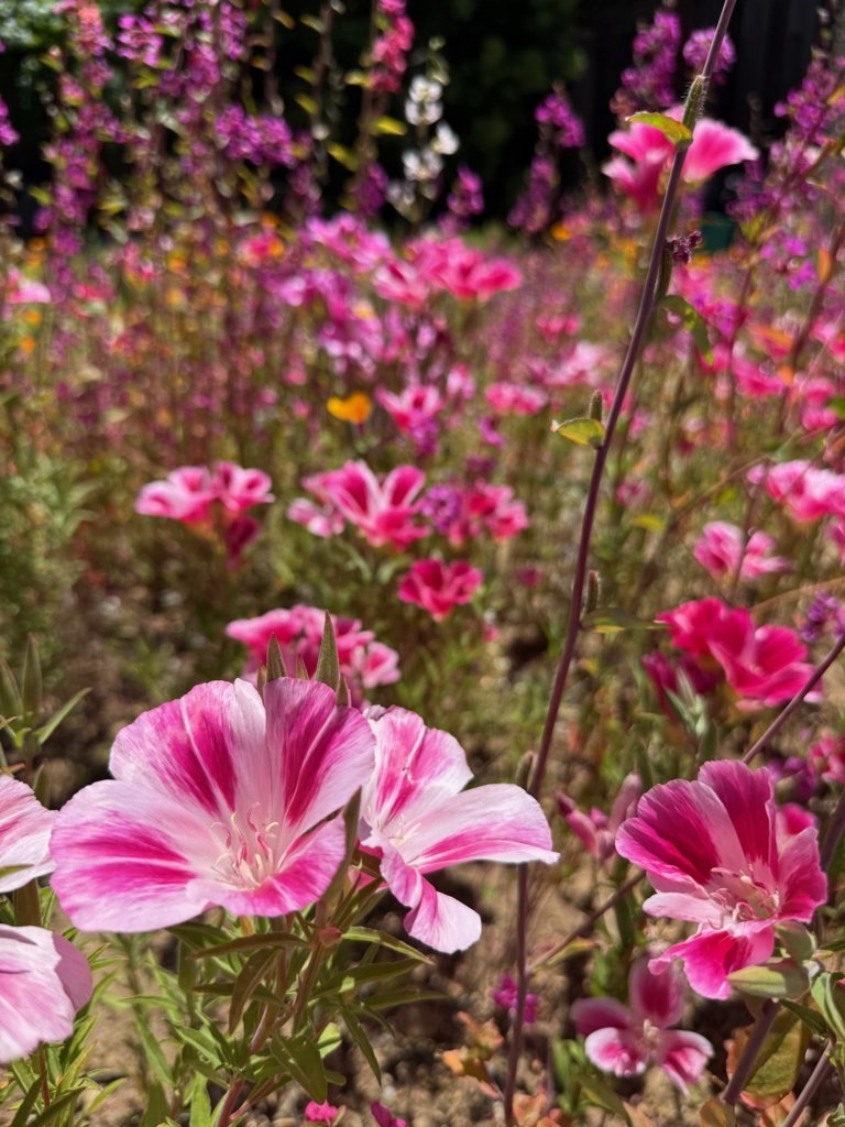 back yard.jpg