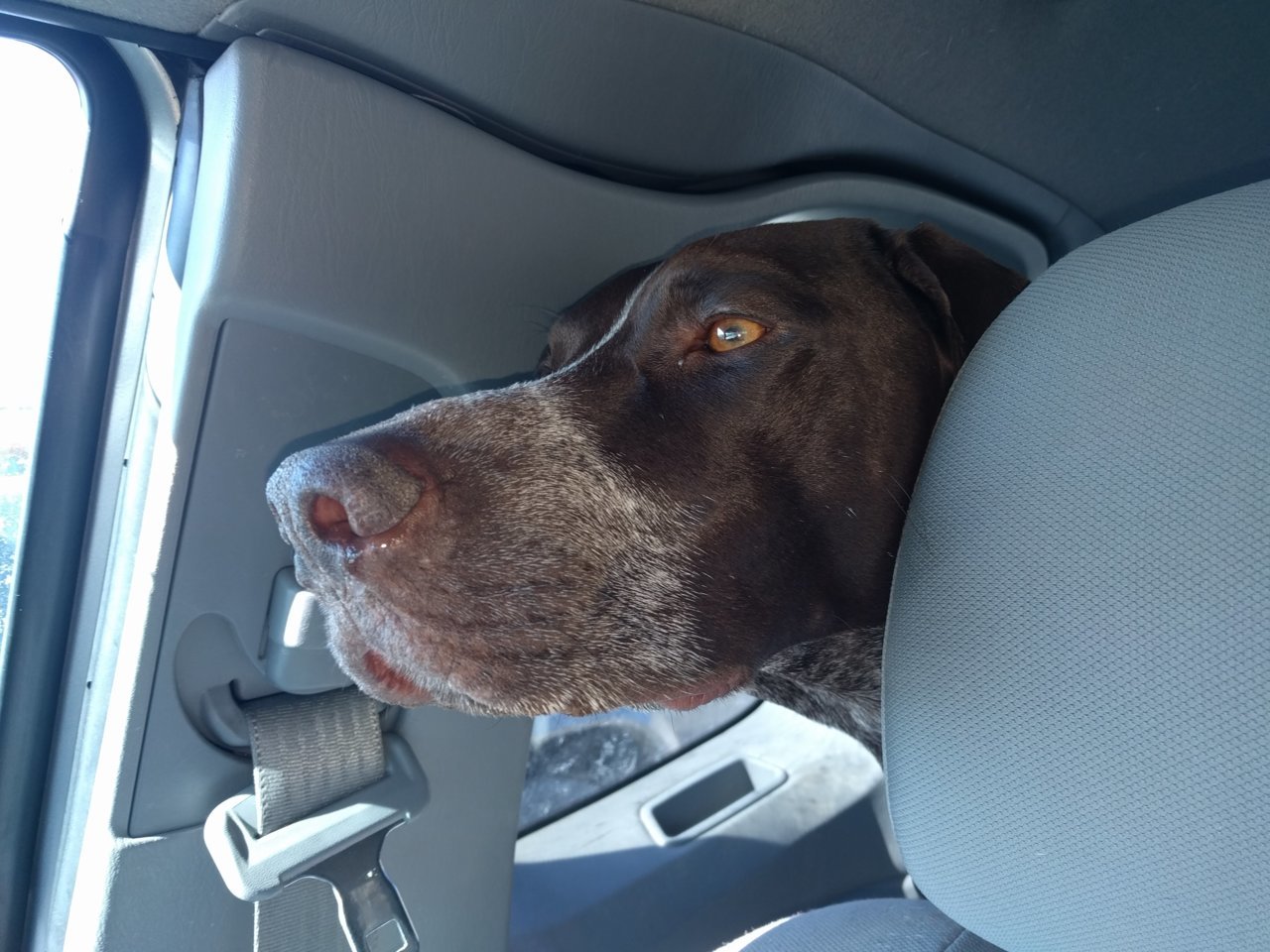 back_seat_driver.jpg