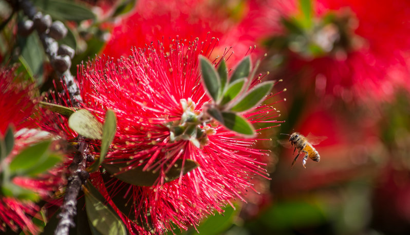 backyard bee.jpg