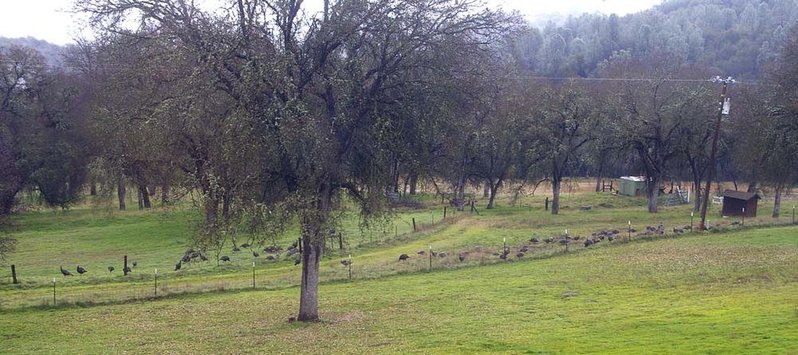 backyard turkeys.jpg
