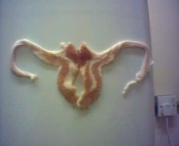 bacon_3b4afe228d4d60b1173c28c584a29690eba75b4f.jpg