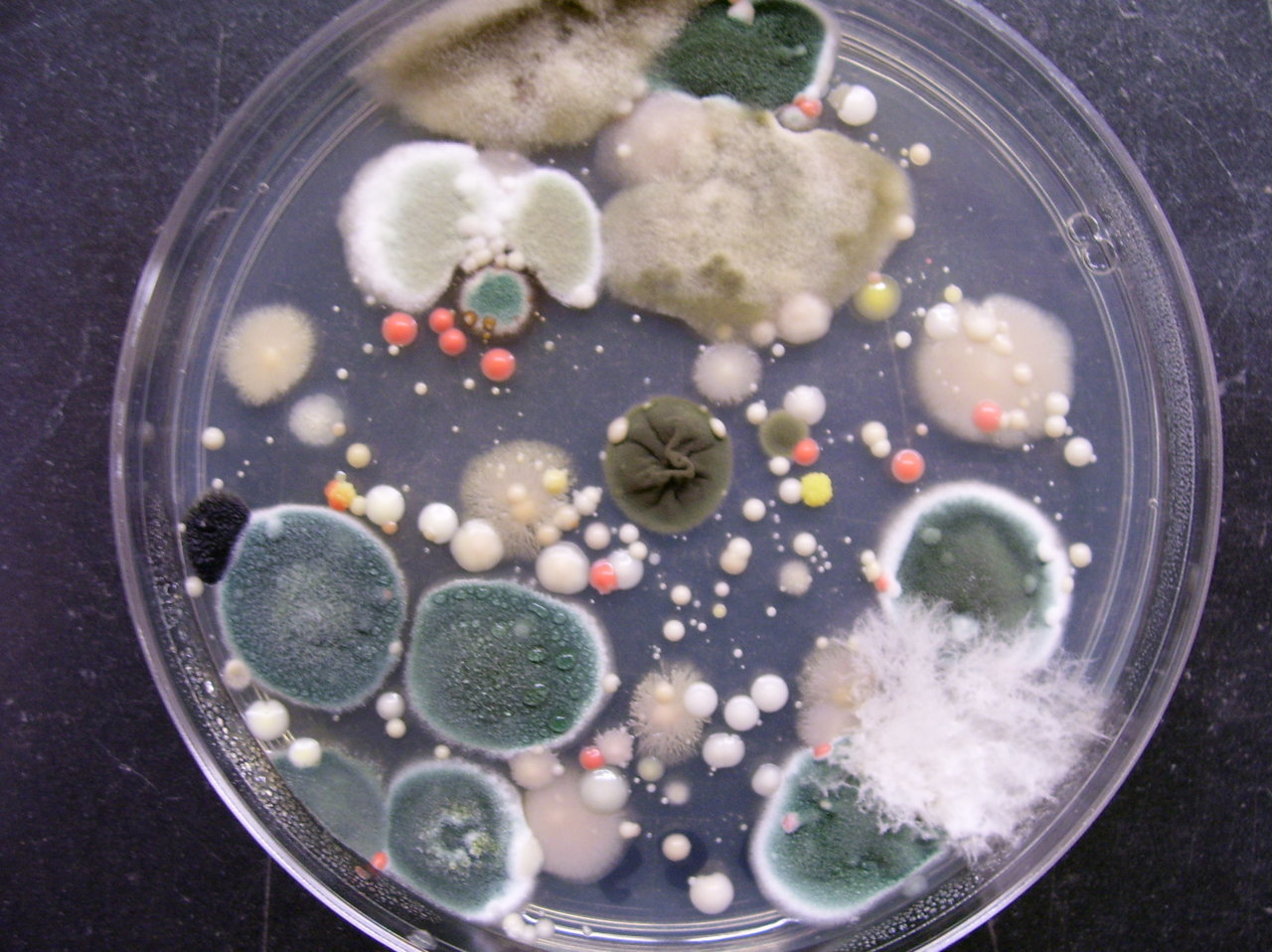 Bacteria-In-A-Petri-Dish-High-Quality-Wallpaper-2241351519.jpg
