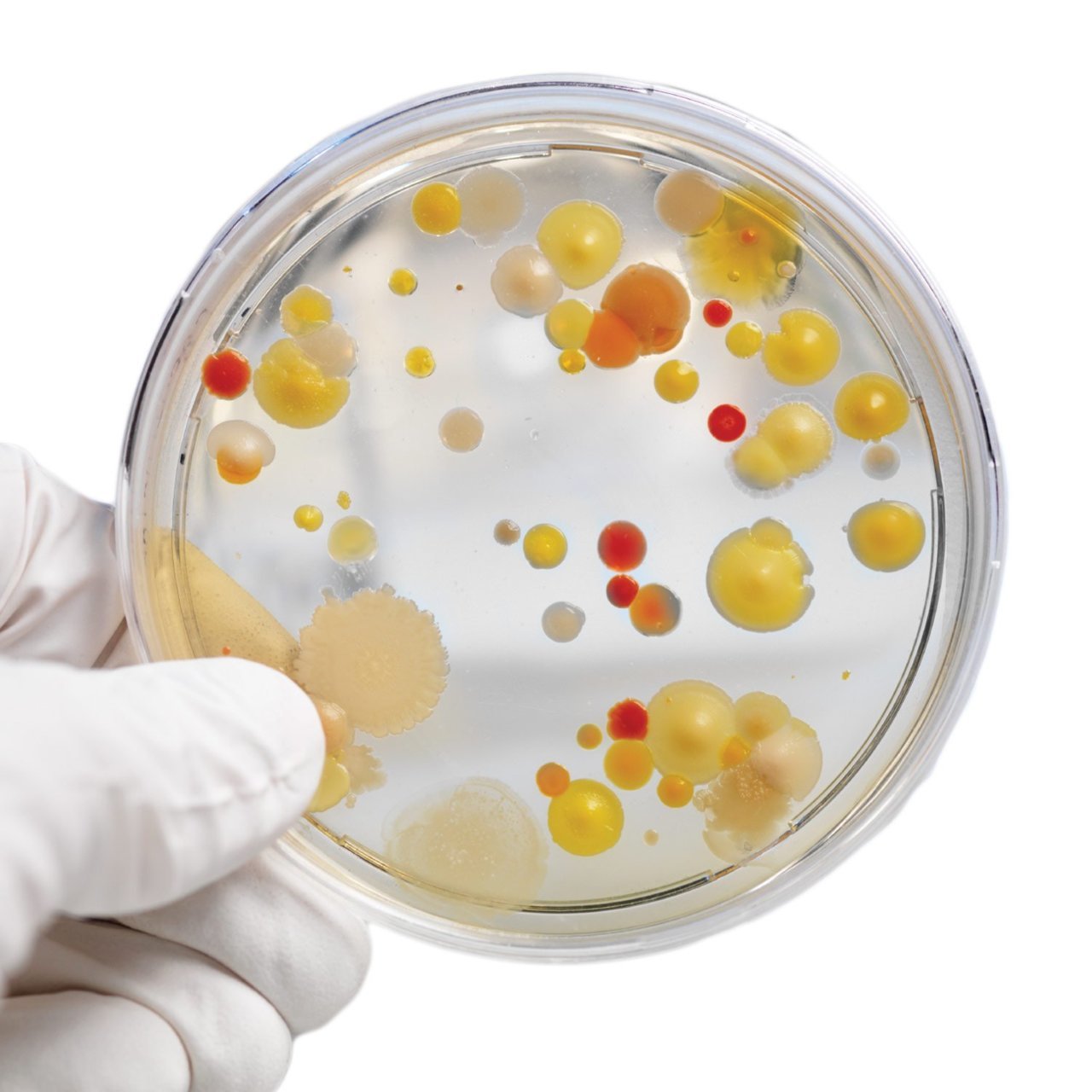 Bacteria-In-A-Petri-Dish-Wallpaper-For-IPhone-Download-694595306.jpg