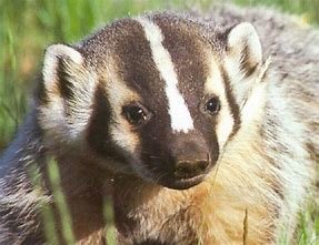 badger-1.jpg