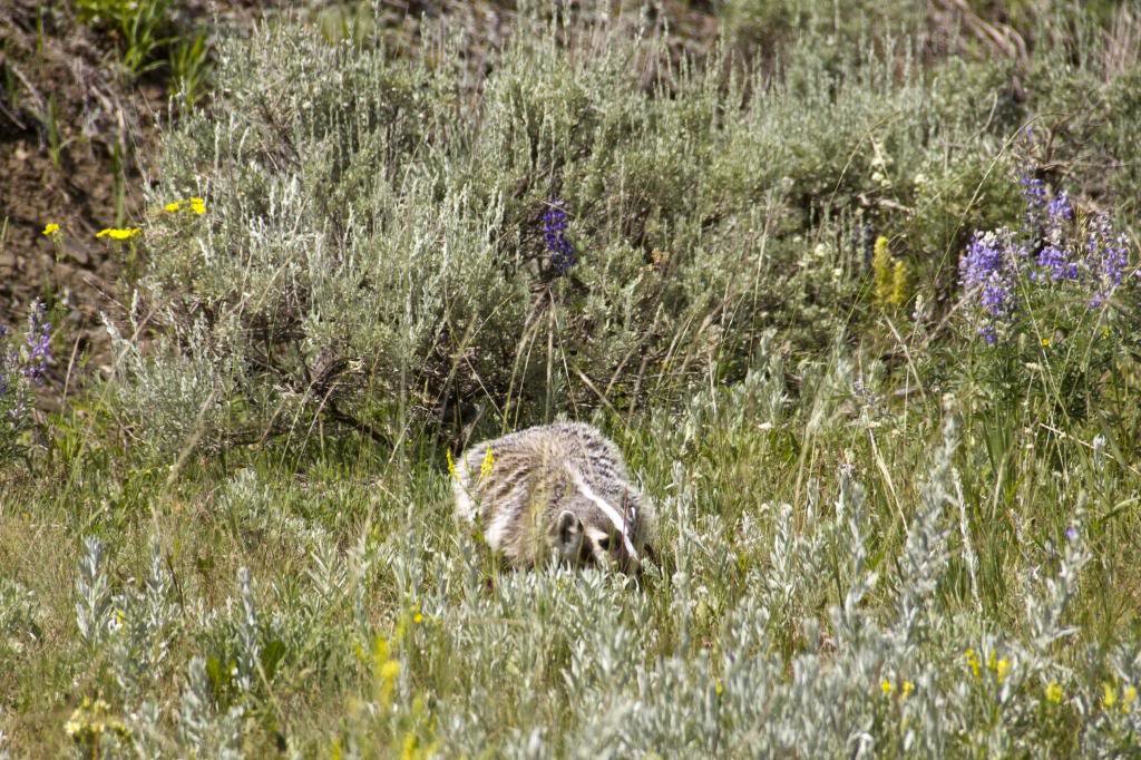 badger_zps79a8e861_44166cc7fe75305c8e6fd9f741eafa2abb70fa0c.jpg