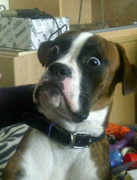 Baffled boxer 01072017110109.jpg