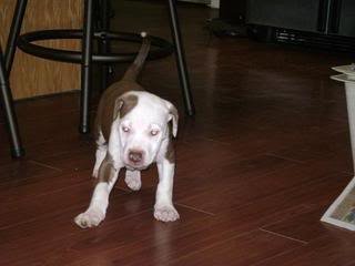 Bailey5_87bb7a050f59bfeb5bde34a2d643e8d94ef308d4.jpg