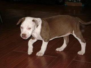 Bailey_20491edf83d7db3af29f276cd93e9f9e2fa06712.jpg