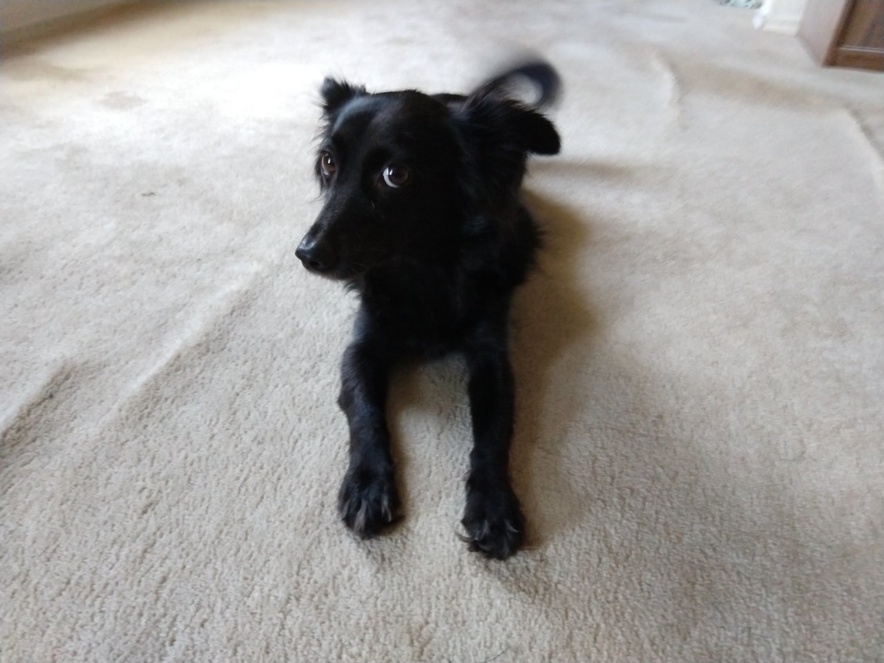 BAILEY_IMG_20201010.jpg