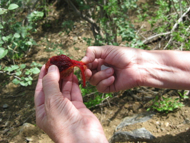 Baja2012-1156_c4d66430d45eacad5872c2d3962dd3d88f333c23.jpg