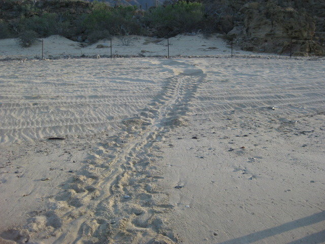 Baja2012-1200_664d16e80a89b32b388a4b4e73fe918456d96008.jpg