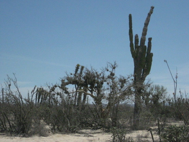 Baja2012-2252_7ce7a4963de8dc92a74a04a770cacfd73e7c1920.jpg